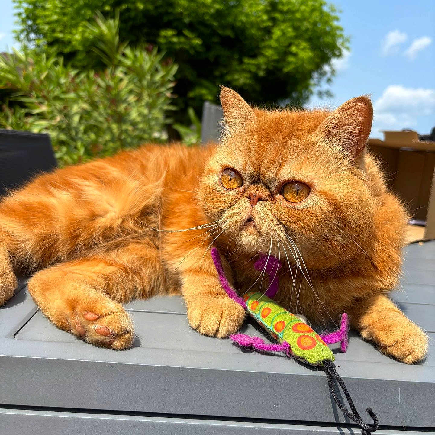 Rodgers a rejoint le concours — aidez-le/la à gagner de superbes lots ! animal, blue_sky, cat, closeup, daytime, feline, fluffy, fur, greenery, lizard_toy, nature, orange_cat, outdoor, paw, pet, relaxed, summer, sunlight, toy, whiskers