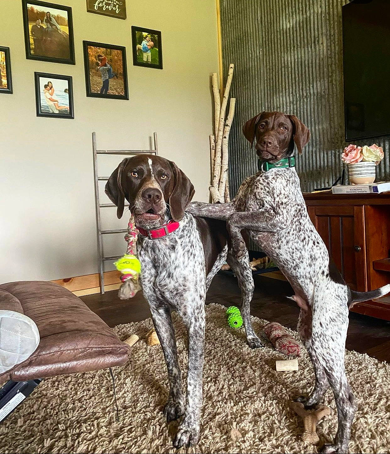 Jaxx N Maverick is registered to the contest to win money with this photo: art, braque_francais, canidae, carnivore, companion_dog, curtain, dog, dog_breed, fawn, flooring, fur, gun_dog, liver, picture_frame, plant, room, snout, sporting_group, tail, working_animal