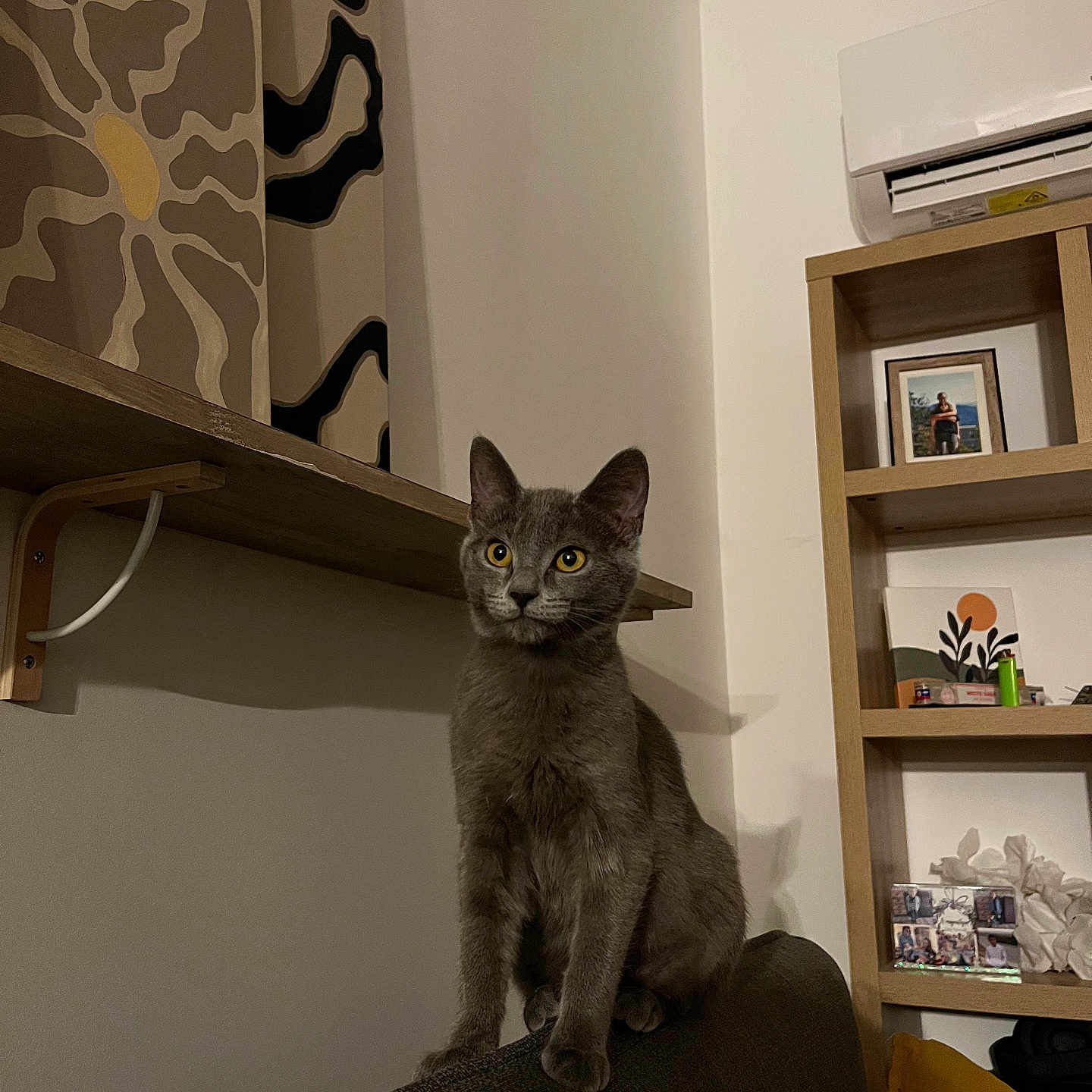 Yuki a rejoint le concours — aidez-le/la à gagner de superbes lots ! animal, architecture, bookcase, building, cat, closet, couch, cupboard, furniture, hardwood, indoors, interiordesign, kitten, livingroom, person, pet, plywood, room, shelf, wood