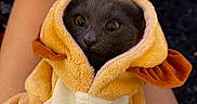 Smokey joined the competition — help win amazing prizes! cat, gray_cat, pet, animal, costume, plush_costume, orange, yellow, hood, hooded, cute, wide_eyed, whiskers, close_up, portrait, indoor, lap, seated, soft_texture, playful