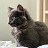 Smokey is registered to the contest to win money with this photo: cat, black_cat, fluffy, long_hair, feline, pet, animal, portrait, profile, sitting, bed, blanket, indoor, home, window, soft_light, whiskers, ears, fur, cozy