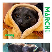 Smokey is registered to the contest to win money with this photo: cat, cats, kitten, kittens, black_cat, sleeping, hood, yellow_blanket, calendar, june, year_2027, portrait, pet, feline, animal, close_up, nap, green_fabric, phone_screenshot, white_background