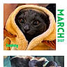 cat, cats, kitten, kittens, black_cat, sleeping, hood, yellow_blanket, calendar, june, year_2027, portrait, pet, feline, animal, close_up, nap, green_fabric, phone_screenshot, white_background