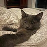 Smokey joined the competition — help win amazing prizes! cat, gray_cat, feline, pet, animal, bed, blanket, quilt, bedroom, indoors, portrait, close_up, lying_down, relaxed, alert, whiskers, ears, eyes, fur, cozy