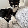 cat, kitten, tuxedo_cat, black_and_white, animal, pet, whiskers, ears, eyes, paws, fur, sitting, portrait, indoors, blanket, couch, cozy, closeup, cute, relaxed