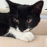 cat, tuxedo_cat, black_fur, white_fur, heterochromia, blue_eye, golden_eye, whiskers, pointed_ears, paw, lying_down, close_up, portrait, pet, indoors, couch, soft_furnishing, relaxed, staring, animal_photography