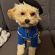 Cashew is registered to the contest to win money with this photo: dog, pet, sweater, beret, cute, fluffy, indoor, couch, gray, cozy, fashion, portrait, small_dog, fur, animal, domestic_animal, looking, seated, adorable, clothing