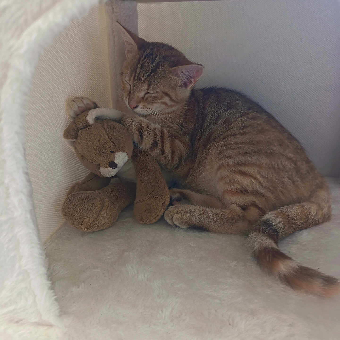 Tsuki participe au concours pour gagner de l'argent avec cette photo : cat, kitten, tabby, sleeping, stuffed_animal, toy_dog, cuddling, cozy, pet_bed, indoor, cute, relaxed, furry, whiskers, ears, paws, tail, brown, beige, portrait