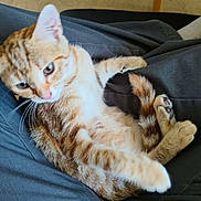 Stouki a rejoint le concours — aidez-le/la à gagner de superbes lots ! cat, kitten, orange_tabby, paw, tail, lap, person, clothing, pants, indoor, floor, tile_floor, chair_leg, feline, pet, domestic_animal, cute, resting, whiskers, fur