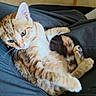 cat, kitten, orange_tabby, paw, tail, lap, person, clothing, pants, indoor, floor, tile_floor, chair_leg, feline, pet, domestic_animal, cute, resting, whiskers, fur