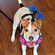Roxi joined the competition — help win amazing prizes! animal, blue_bow, canine, close_up, dog, ears_up, excited, friendly, happy, harness, indoor, leash, looking_up, pet, playful, small_dog, standing, tail_up, white_and_brown, wooden_floor