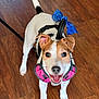 animal, blue_bow, canine, close_up, dog, ears_up, excited, friendly, happy, harness, indoor, leash, looking_up, pet, playful, small_dog, standing, tail_up, white_and_brown, wooden_floor