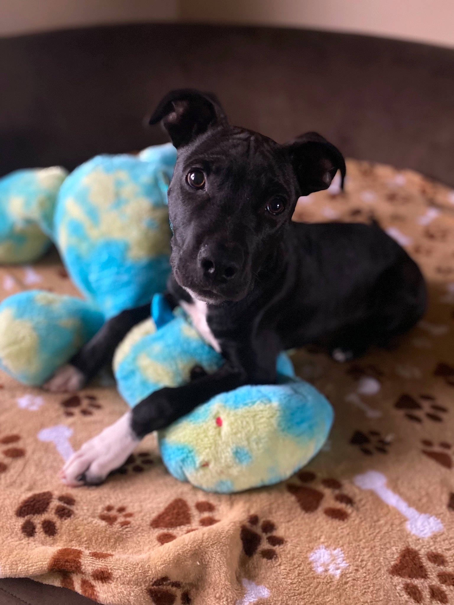 Dexter is registered to the contest to win money with this photo: ball, canidae, carnivore, comfort, companion_dog, dog, dog_breed, dog_supply, dog_toy, electric_blue, fawn, guard_dog, paw, snout, sporting_group, stuffed_toy, tail, toy, toy_dog, whiskers