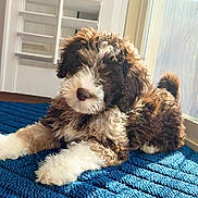August is registered to the contest to win money with this photo: dog, puppy, brown_and_white, curly_fur, fluffy, blue_rug, indoor, sunlight, window, shutters, portrait, cute, pet, paws, nose, floor, cozy, relaxed, playful, home