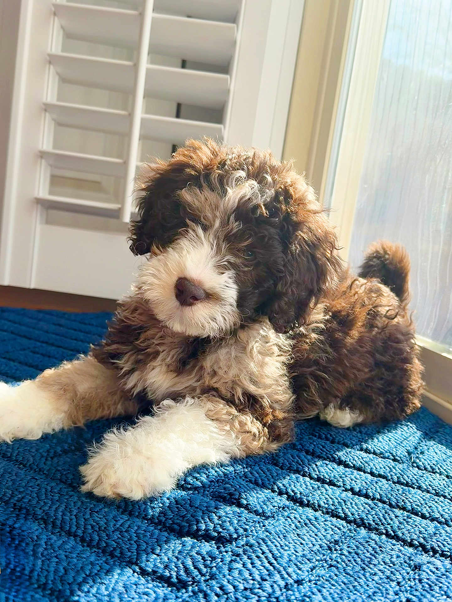 August is registered to the contest to win money with this photo: dog, puppy, brown_and_white, curly_fur, fluffy, blue_rug, indoor, sunlight, window, shutters, portrait, cute, pet, paws, nose, floor, cozy, relaxed, playful, home