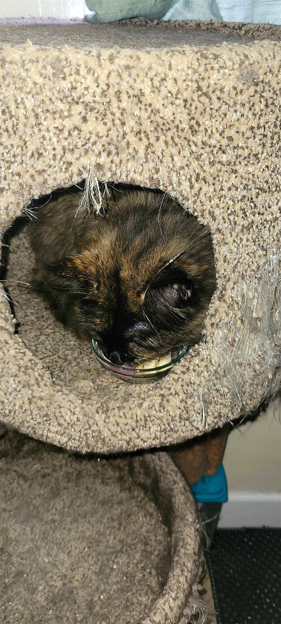 Mocha is registered to the contest to win money with this photo: arthropod, bat, carnivore, cat, dog_breed, domestic_short_haired_cat, eye, fawn, felidae, fur, guinea_pig, head, insect, liver, musical_instrument, pest, small_to_medium_sized_cats, snout, terrestrial_animal, whiskers