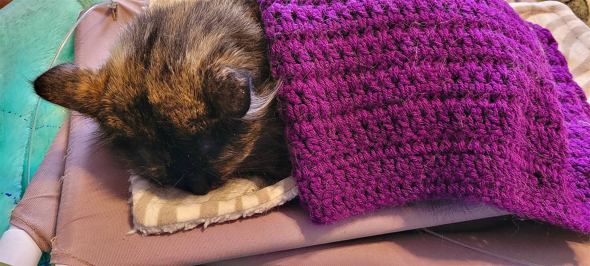 Mocha is registered to the contest to win money with this photo: art, carnivore, cat, comfort, domestic_short_haired_cat, electric_blue, fawn, felidae, foot, fur, human_leg, magenta, pattern, paw, small_to_medium_sized_cats, tail, textile, whiskers, wool, woolen