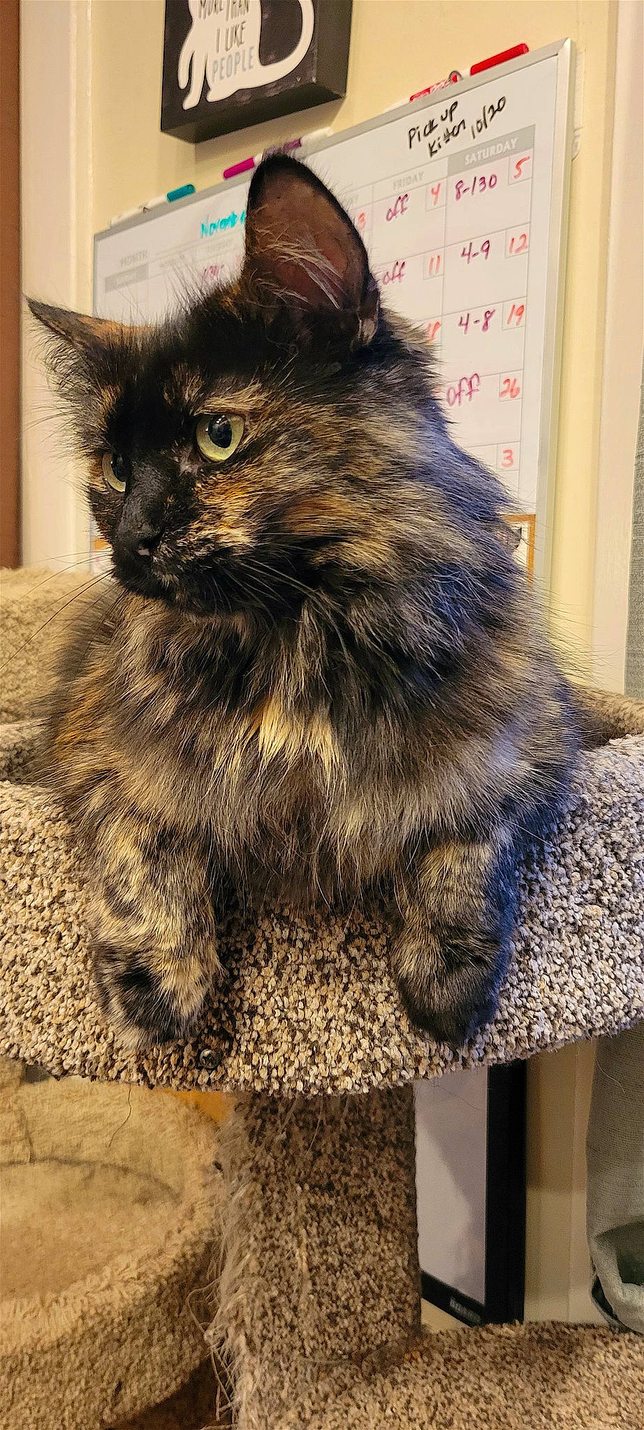 Mocha joined the competition — help win amazing prizes! black_cat, box, british_longhair, carnivore, cat, claw, domestic_short_haired_cat, felidae, fur, maine_coon, paw, plant, small_to_medium_sized_cats, snout, tail, terrestrial_animal, whiskers