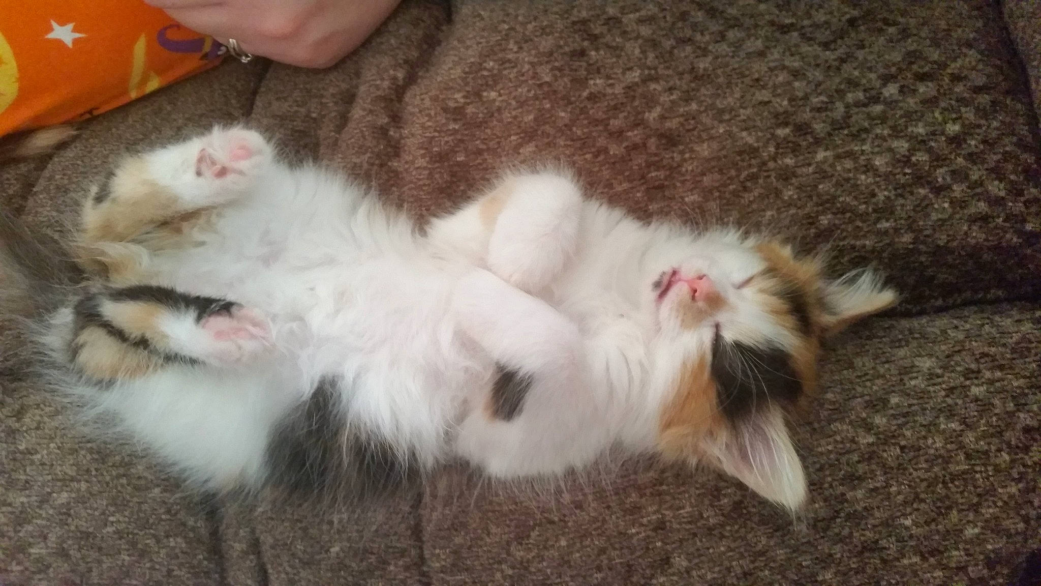 Chloe is registered to the contest to win money with this photo: carnivore, cat, claw, comfort, domestic_short_haired_cat, fawn, felidae, foot, fur, paw, small_to_medium_sized_cats, snout, tail, terrestrial_animal, whiskers