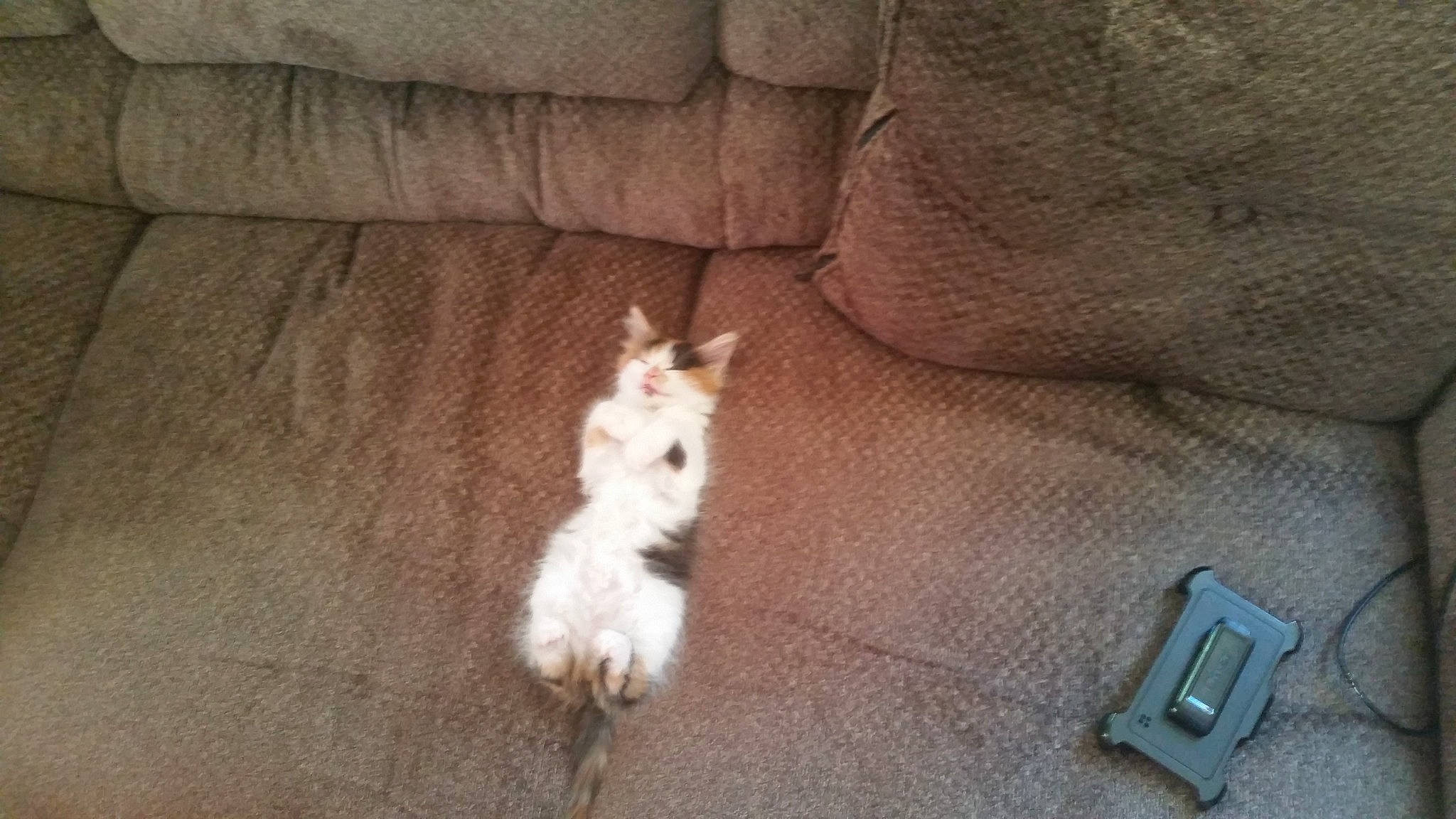 Chloe is registered to the contest to win money with this photo: canidae, carnivore, comfort, companion_dog, couch, dog, dog_breed, fawn, felidae, flooring, fur, grey, hardwood, snout, sporting_group, tail, terrier, toy_dog, whiskers, wood