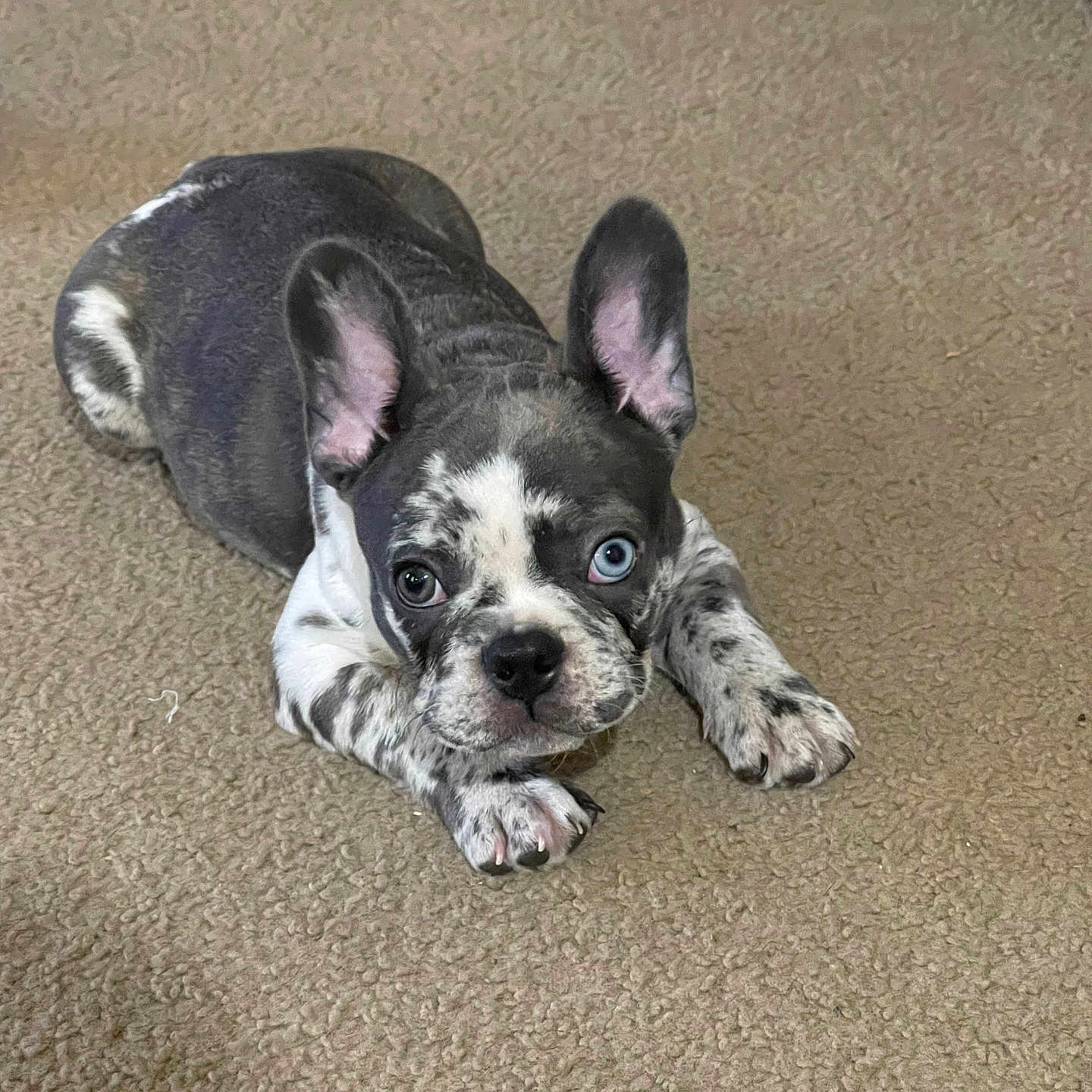 Rocky joined the competition — help win amazing prizes! animal, blue_eye, brown_eye, carpet, cute, dog, ears, french_bulldog, fur, heterochromia, indoor, looking_at_camera, lying_down, merle, nose, paw, pet, puppy, small_dog, whiskers