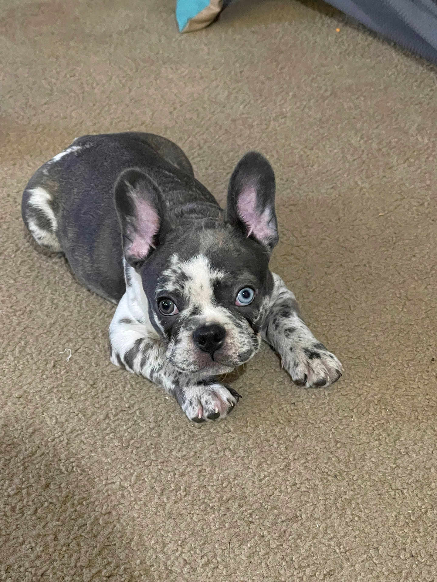 Rocky joined the competition — help win amazing prizes! dog, puppy, french_bulldog, merle, heterochromia, blue_eye, brown_eye, carpet, indoor, pet, cute, animal, ears, lying_down, looking_at_camera, small_dog, fur, paw, nose, whiskers