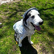 Rocky Ray is registered to the contest to win money with this photo: dog, husky, animal, pet, outdoor, grass, sunlight, shadow, dandelion, happy, tongue_out, clothing, hoodie, black_and_white, nature, sitting, cute, summer, daytime, smiling