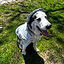 dog, husky, animal, pet, outdoor, grass, sunlight, shadow, dandelion, happy, tongue_out, clothing, hoodie, black_and_white, nature, sitting, cute, summer, daytime, smiling