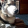 dog, husky, pet, animal, indoor, sunlight, resting, cozy, blanket, fur, closeup, sleepy, warm, comfort, portrait, relaxation, paw, bedroom, soft_light, home