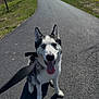 dog, husky, heterochromia, leash, outdoor, path, pavement, sunny, grass, trees, pet, canine, animal, tongue_out, sitting, happy, daytime, nature, walk, black_and_white