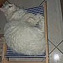 Perle a rejoint le concours — aidez-le/la à gagner de superbes lots ! animal, cat, cozy, cute, domestic, feline, fur, hammock_bed, household, indoor, lying_down, pet, relaxed, resting, sleeping, small_bed, striped_fabric, tile_floor, white_cat, wooden_frame