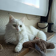 Perle a rejoint le concours — aidez-le/la à gagner de superbes lots ! bird_toy, cardboard_scratch_pad, cat, cute, domestic_animal, feline, floor_tiles, fluffy, fur, green_eyes, home, indoor, paw, pet, plush_toy, relaxed, resting, whiskers, white_cat, window_light