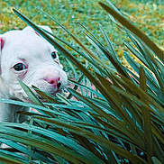 Apollo Maximus joined the competition — help win amazing prizes! adorable, animal, closeup, curious, cute, dog, eyes, grass, greenery, leaves, nature, nose, outdoor, pet, playful, puppy, snout, summer, white_puppy, young