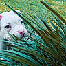 adorable, animal, closeup, curious, cute, dog, eyes, grass, greenery, leaves, nature, nose, outdoor, pet, playful, puppy, snout, summer, white_puppy, young