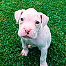 Apollo Maximus is registered to the contest to win money with this photo: animal, canine, cute, dog, ears, eyes, fur, grass, greenery, head, mammal, nature, outdoor, pet, portrait, puppy, sitting, small_dog, white_dog, young_dog