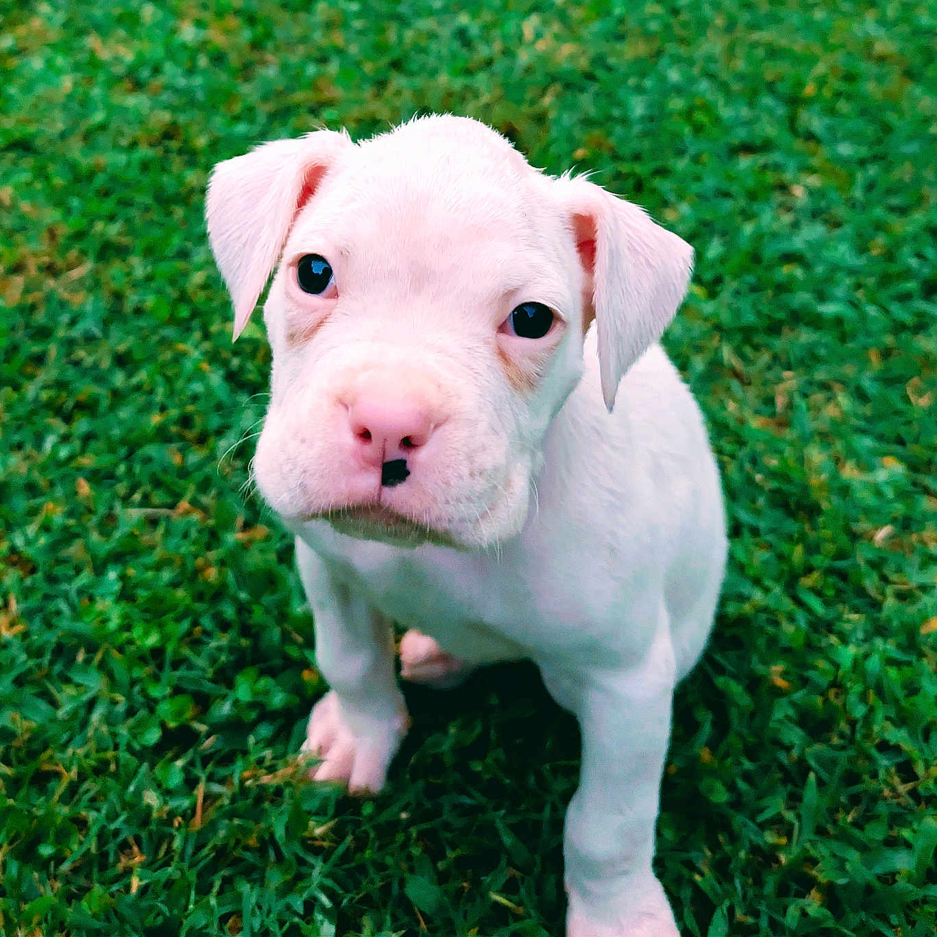 Apollo Maximus