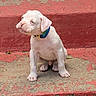 Apollo Maximus joined the competition — help win amazing prizes! animal, canine, collar, cute, daytime, dog, ears, fur, nose, outdoor, paw, pet, puppy, red_steps, sitting, small_dog, stairs, sunlight, white_dog, young_dog