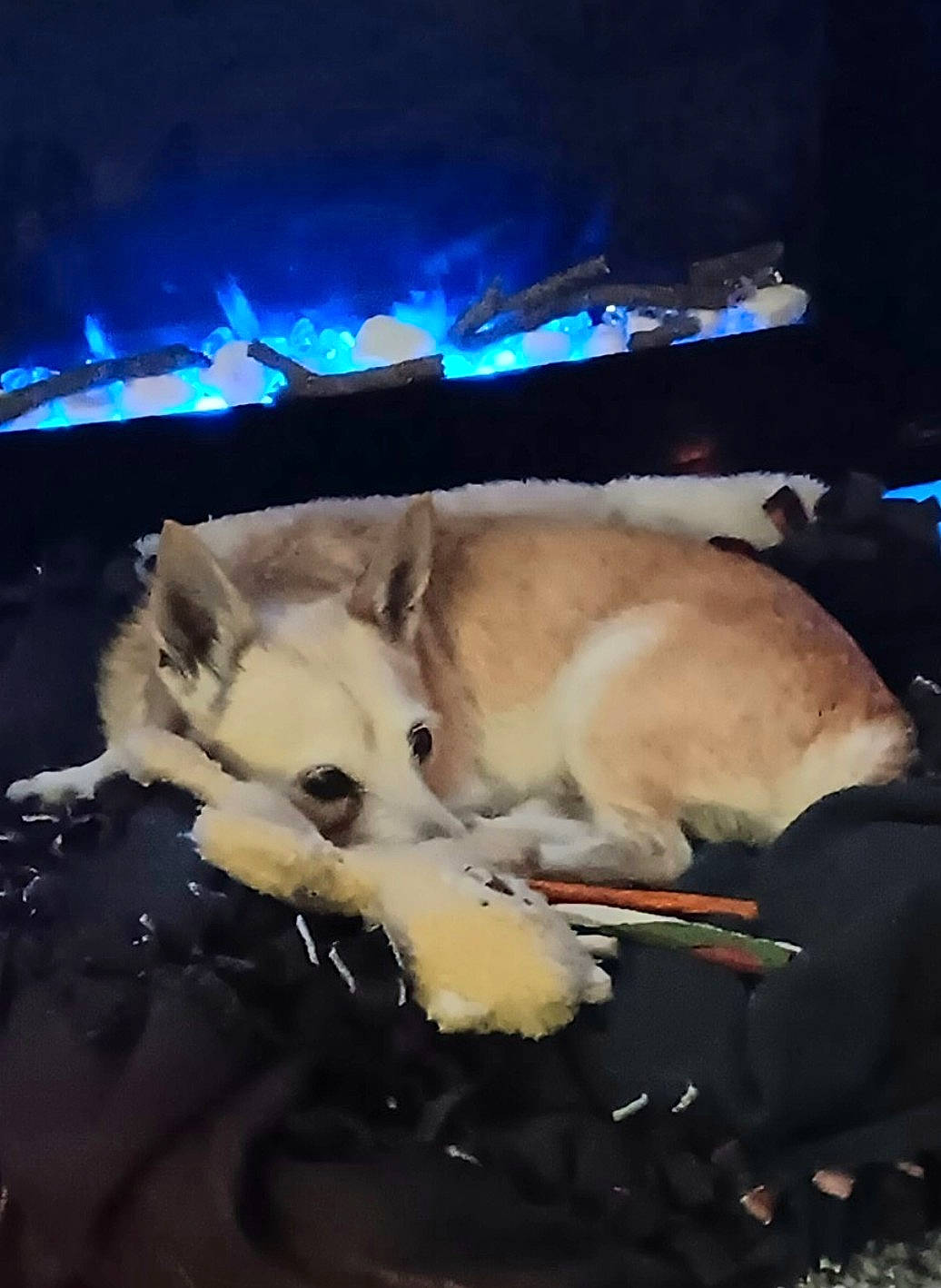 Bitty Ray Wilson is registered to the contest to win money with this photo: canidae, carnivore, companion_dog, darkness, dog, dog_breed, fawn, fur, night, non_sporting_group, paw, photo_caption, retriever, snout, spitz, sporting_group, tail, toy_dog, whiskers, working_animal