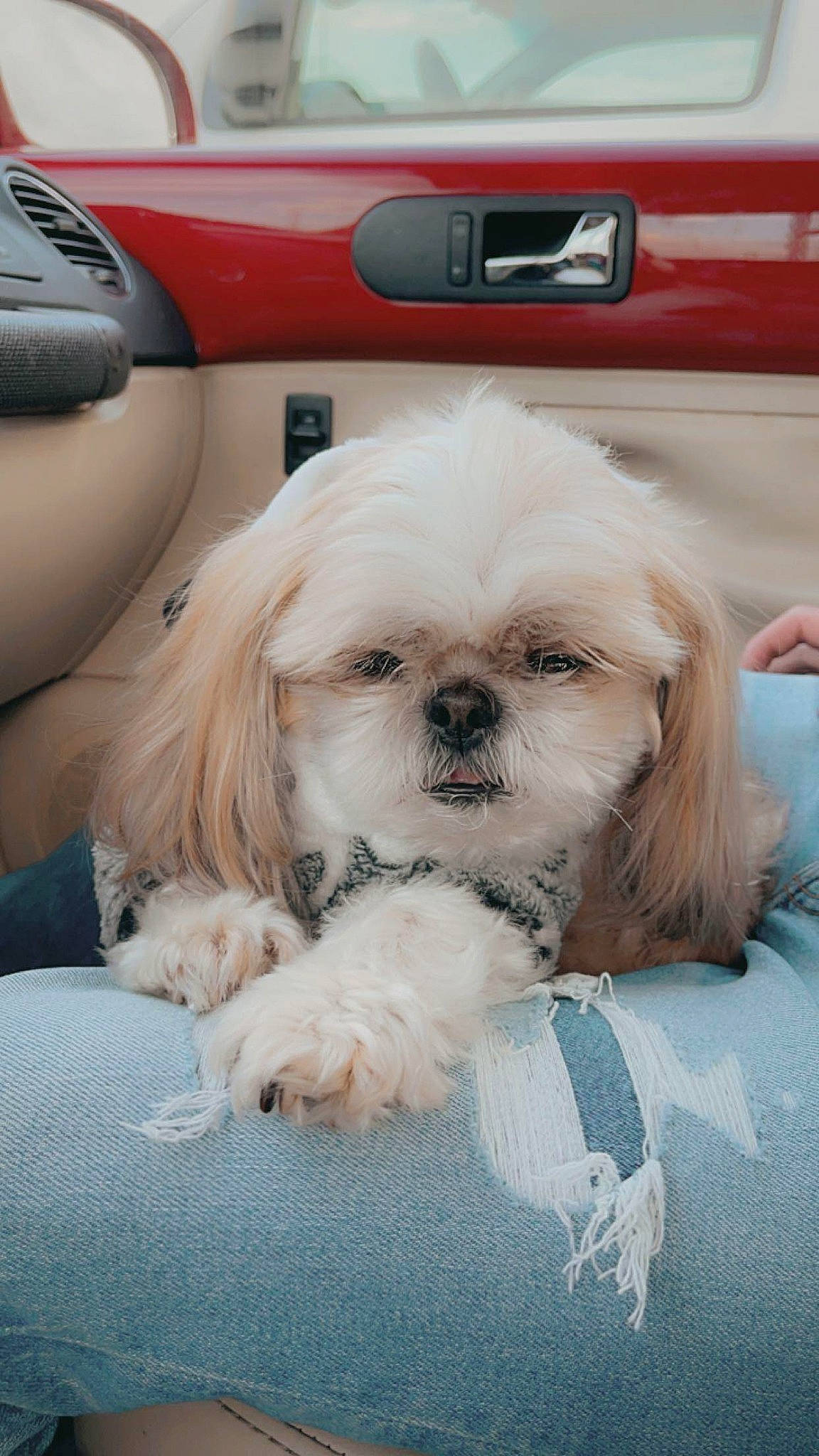 Biscuit Wilson joined the competition — help win amazing prizes! auto_part, automotive_exterior, canidae, carnivore, companion_dog, dog, dog_breed, dog_supply, door, fawn, liver, mammal, motor_vehicle, shih_tzu, snout, sporting_group, terrier, toy_dog, vehicle_door, working_animal