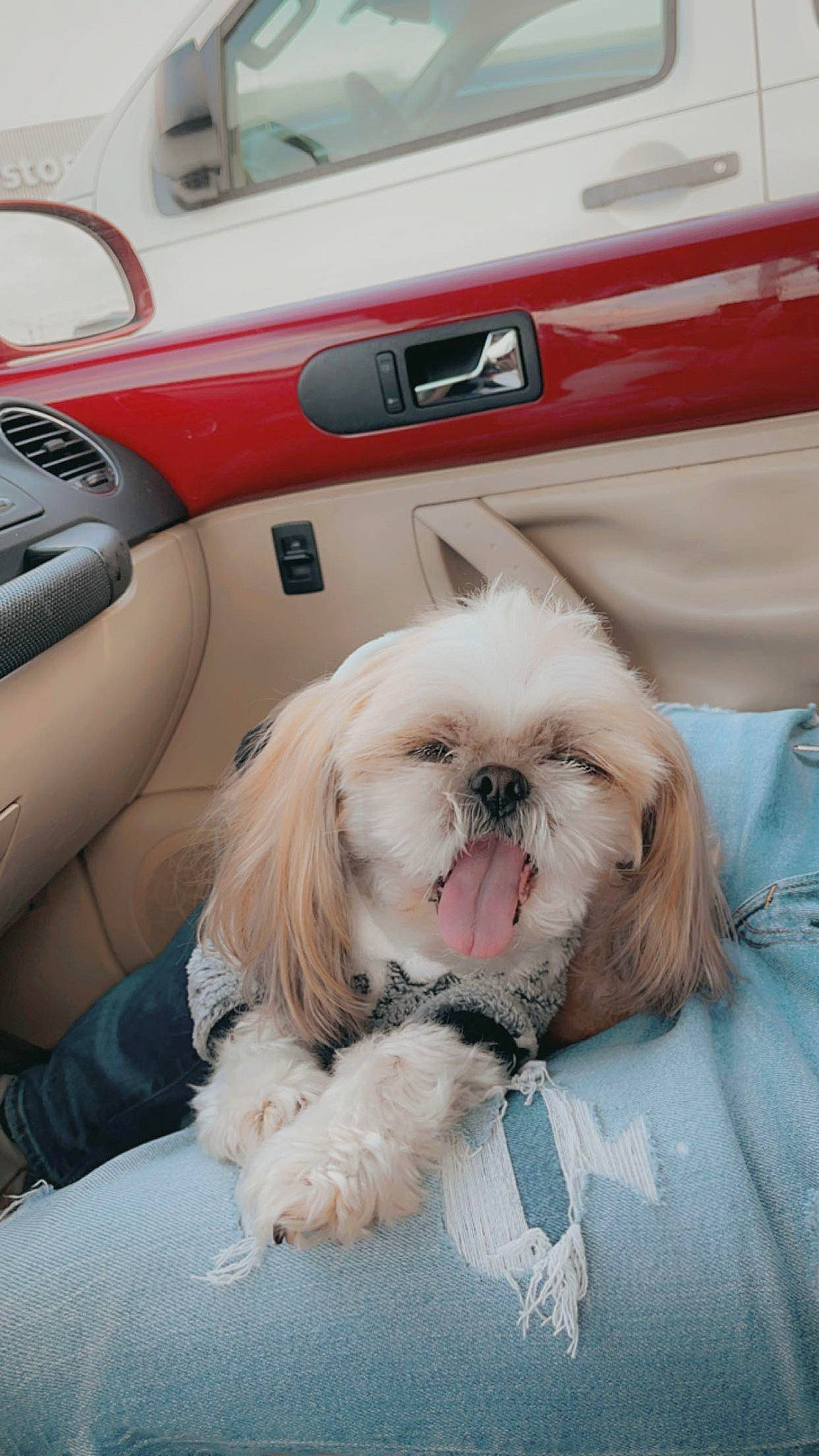 Biscuit Wilson is registered to the contest to win money with this photo: auto_part, automotive_design, automotive_exterior, car, carnivore, comfort, companion_dog, dog, dog_breed, door, fawn, liver, motor_vehicle, personal_luxury_car, shih_tzu, snout, steering_wheel, toy_dog, vehicle_door, window