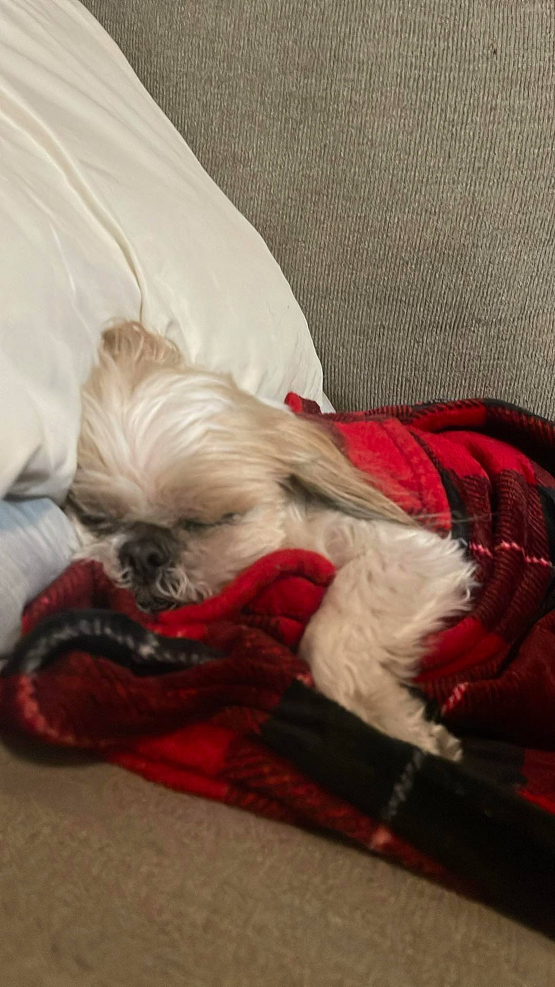 Biscuit Wilson joined the competition — help win amazing prizes! canidae, carnivore, comfort, companion_dog, dog, dog_breed, dog_supply, fawn, fur, linens, liver, nap, non_sporting_group, pet_supply, small_terrier, snout, sporting_group, terrier, toy_dog, working_animal