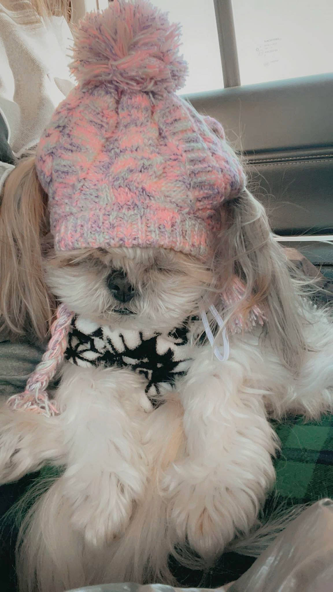 Biscuit Wilson joined the competition — help win amazing prizes! canidae, carnivore, collar, companion_dog, dog, dog_breed, dog_clothes, dog_collar, dog_supply, fawn, fur, liver, pet_supply, shih_tzu, small_terrier, snout, sporting_group, terrier, toy_dog, working_animal