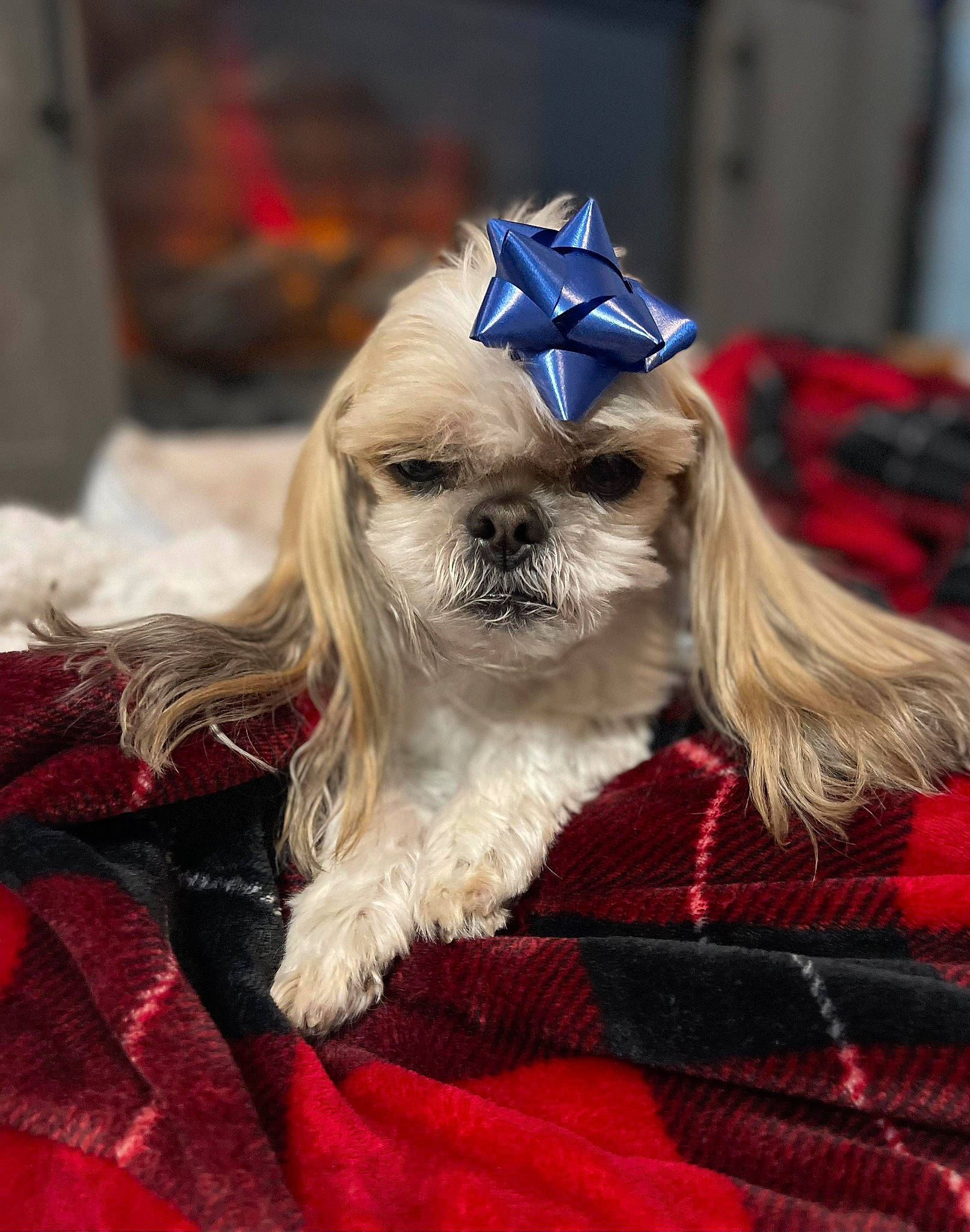 Biscuit Wilson joined the competition — help win amazing prizes! canidae, carnivore, companion_dog, dog, dog_breed, dog_clothes, dog_supply, dress, electric_blue, event, fashion_accessory, fawn, fur, hat, head, pet_supply, snout, sporting_group, tartan, toy_dog