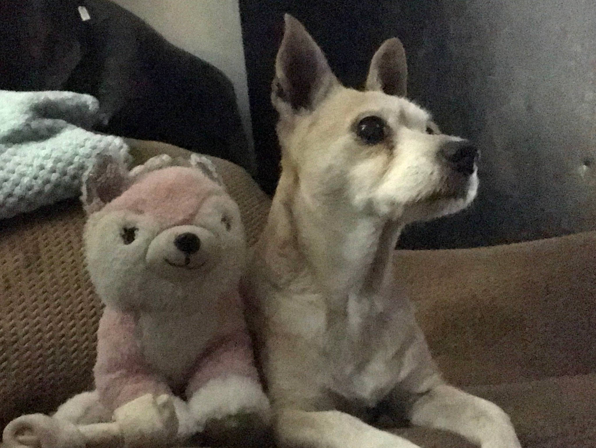 Bitty Ray Wilson is registered to the contest to win money with this photo: ancient_dog_breeds, canidae, carnivore, comfort, companion_dog, dog, dog_breed, fawn, fur, grey, non_sporting_group, paw, sporting_group, terrestrial_animal, toy_dog, whiskers, working_animal