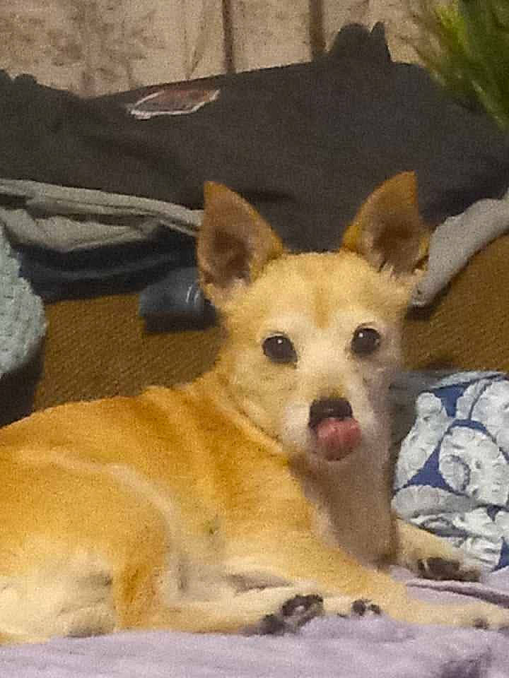 Bitty Ray Wilson is registered to the contest to win money with this photo: ancient_dog_breeds, canidae, carnivore, comfort, companion_dog, dog, dog_breed, fawn, fur, linens, paw, snout, sporting_group, terrestrial_animal, toy_dog, whiskers