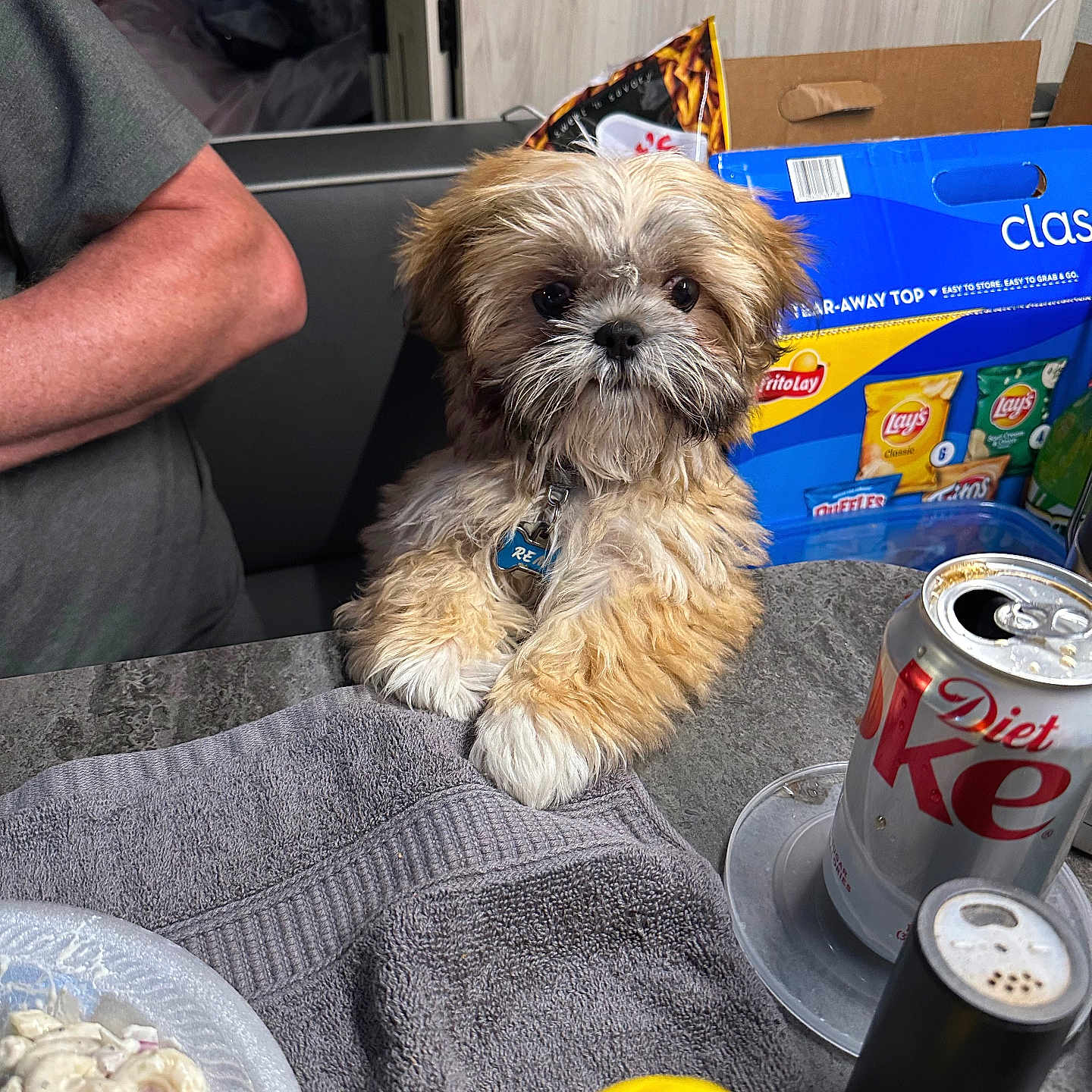 Remi joined the competition — help win amazing prizes! beverage_can, collar, diet_coke, dog, drink, face, fluffy, food, fur, indoor, kitchen, macaroni_salad, mustard_bottle, paws, person_arm, small_dog, snack_boxes, table, tag, towel