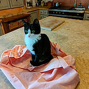 Marguerite a rejoint le concours — aidez-le/la à gagner de superbes lots ! appliances, black_and_white, cupboards, curious, cutting_board, domestic_animal, feline, green_eyes, household, indoor, kitchen_counter, kitten, pet, pink_cloth, pots, rustic_kitchen, sitting, tile_floor, wooden_furniture, young_cat