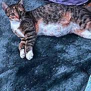 Hazel is registered to the contest to win money with this photo: cat, tabby, animal, pet, indoor, fur, whiskers, floor, rug, curious, relaxed, mammal, domestic, four_legs, eyes, ears, paws, striped, lying_down, soft