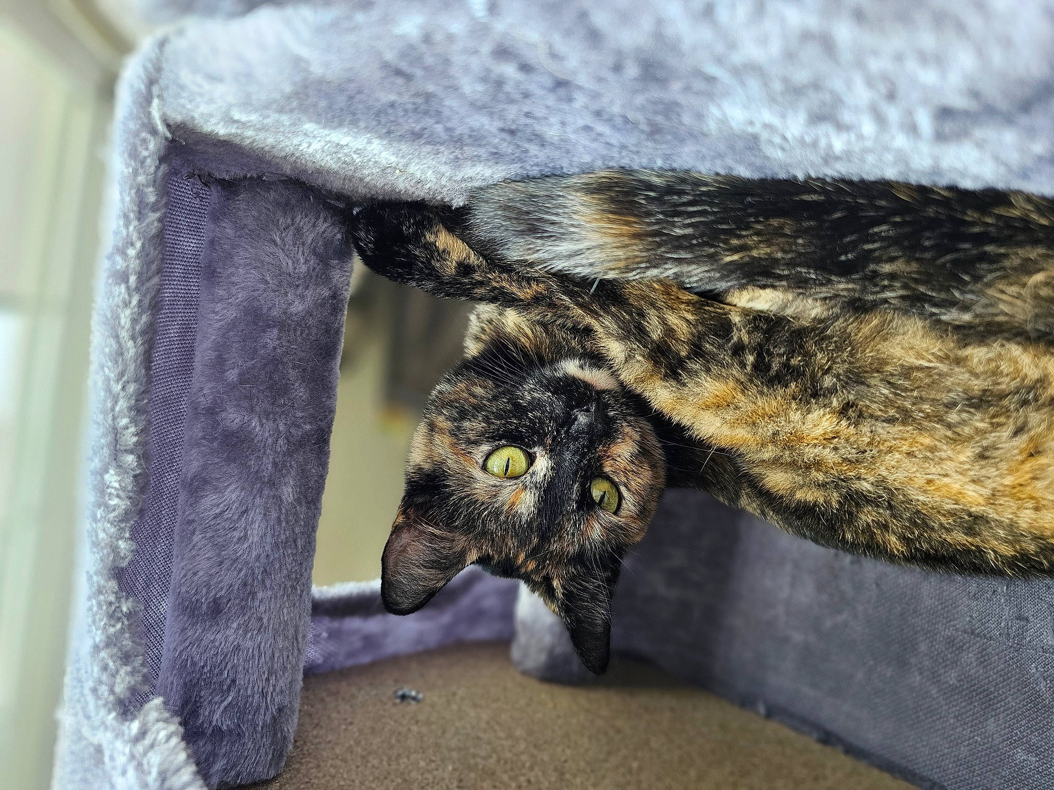 Jupiter joined the competition — help win amazing prizes! bird, bird_of_prey, claw, denim, electric_blue, fashion_accessory, felidae, fur, grey, hand, natural_material, owl, sleeve, snout, tail, terrestrial_animal, wildlife, wing, wood