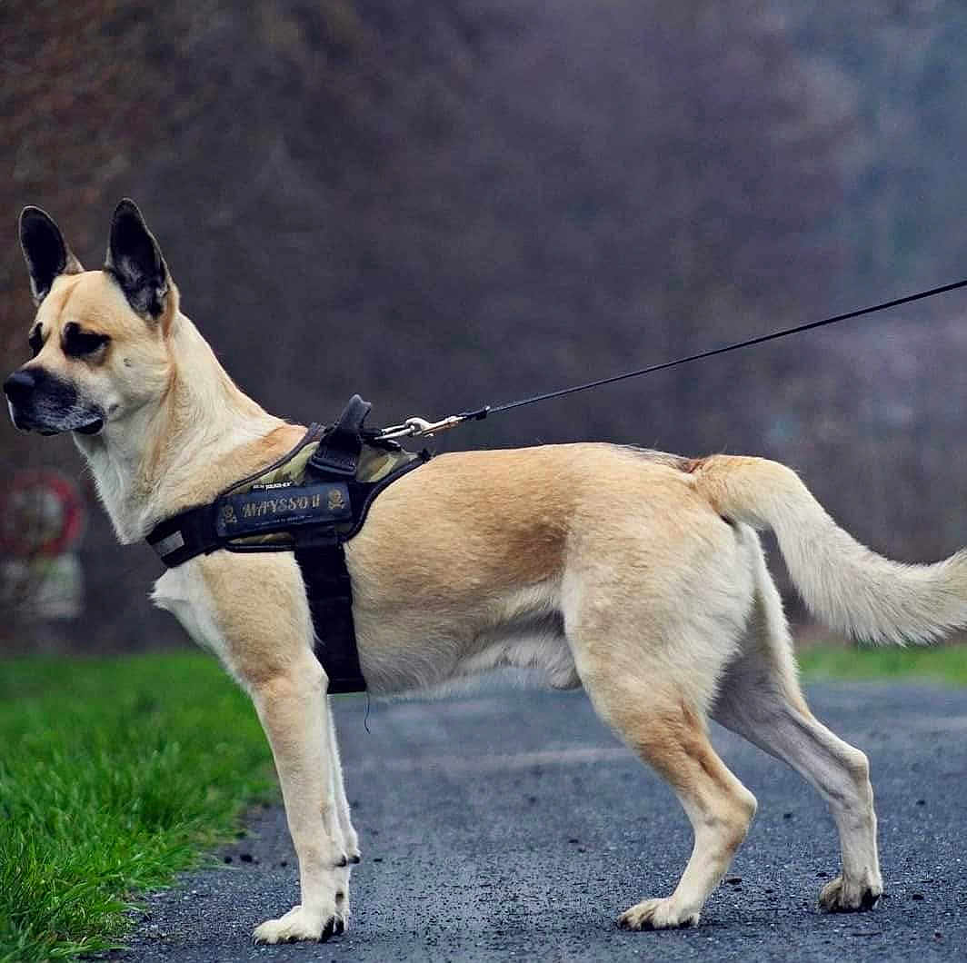 Maysson a rejoint le concours — aidez-le/la à gagner de superbes lots ! accessories, animal, canine, dog, harness, leash, person, pet, policedog, snout, strap, walkingdog